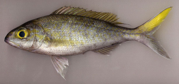 (Pristipomoides Bleeker, 1852) Род ОСТРОЗУБЫ 11 видов